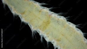 Worm Polychaeta family Amphinomidae under a microscope. Possibly Genus Paramphinome. Indian ocean