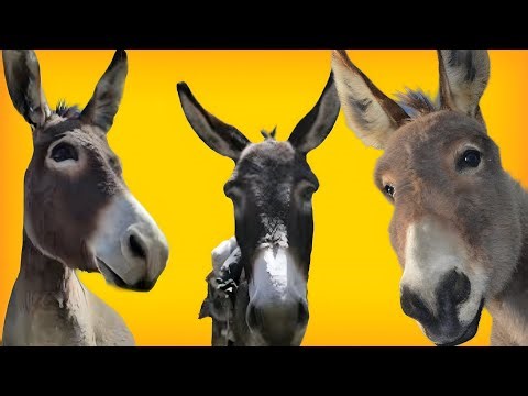 Donkey Simulator Gameplay