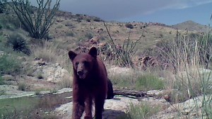 Long live the critters of the borderlands! ¡Viva la vida salvaje de las fronteras! Check out this amazing new footage of borderlands critters. Our borderlands in the U.S. Southwest and Mexico are one of the biggest ecosystem complexes in North America, with some of the most remote and important wildlife habitats remaining on the continent. Footage by Russ McSpadden / Center for Biological Diversity | Center for Biological Diversity