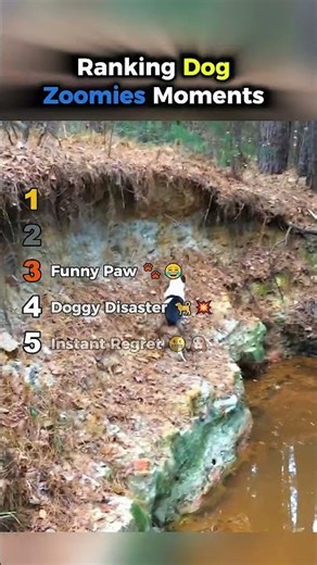 Ranking Dog Zoomies Moments ⚡🐶 Crazy Running Dogs || #dogshorts #dogzoomies ‪@PawPals3‬