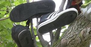'Shoe Trees' in Orleans County are a shrine to forgotten footwear