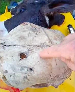 How to use a captive bolt gun on a poled cow