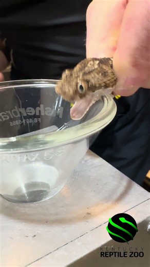 Egyptian saw-scaled viper venom extractions