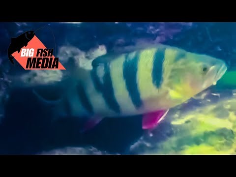 Beeindruckende Impressionen aus der Unterwasserwelt der Fische