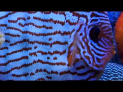 DISCUS PASSIE.nl: PIWOWARSKI discusvissen - discus - diskus - diskusfischen