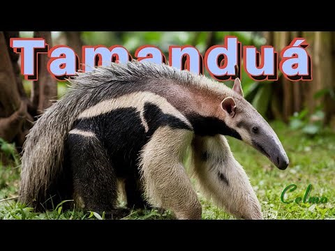 Tamanduá: O Fascinante Mundo dos Tamanduás