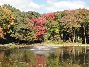 Predicting Fall Foliage
