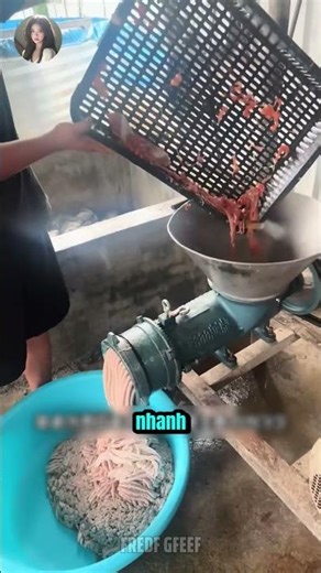 The Process of Raising Commercial Turtles for High Economic Efficiency!