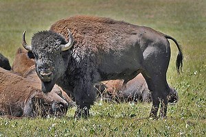 Bison Will Be Brought to Midewin National Tallgrass Prairie