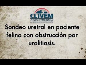 Sondeo uretral en felinos