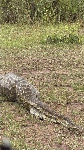 Serengeti Showdown: Rock Python Takes Down Impala