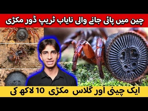 Cyclocosmia ricketti — The Chinese Hourglass Spider | Rare Trapdoor Spider Found in China