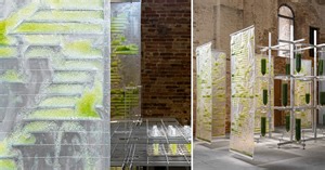 Bit.Bio.Bot wants you to farm algae at home as protein source and to purify air