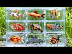 Fish: Turtle, GloFish, Angelfish, Tetra Fish, Dwarf Gurami, Rainbow Shark, Betta Fish, Broom Fish