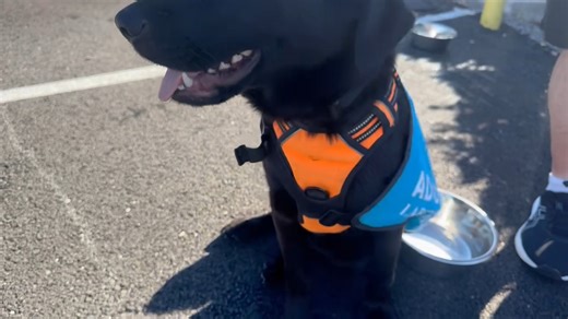 Come meet Jett and his friends at AutoNation Subaru Hunt Valley in Cockeysville, MD, until 12:30pm today! #SubaruLovesPets #subaruofamerica #subaru_usa #aspca #AutoNationSubaruHuntValley #labrescueLRCP #labrescue #labradorretriever | Lab Rescue LRCP