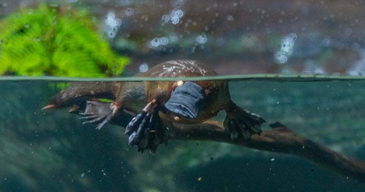Guide: What platypus need to thrive
