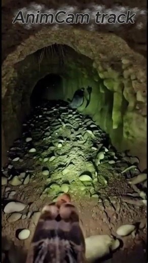 Lizard Back Camera POV: Exploring Hidden Burrows, Rock Crevices #natureexploration
