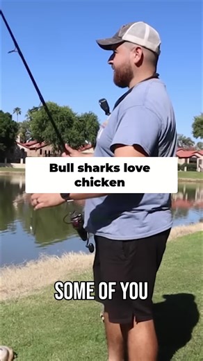 Bull Sharks Thrill: Chicken Bait Challenges in Ponds
