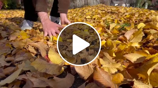Fall’s colorful shift: expert explains why some leaves change and some don't - NewsBreak