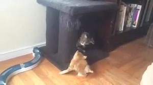 12K views · 222 reactions | Kanga Roo and Hector - Day 2. Play buddies. | Kanga Roo | Facebook