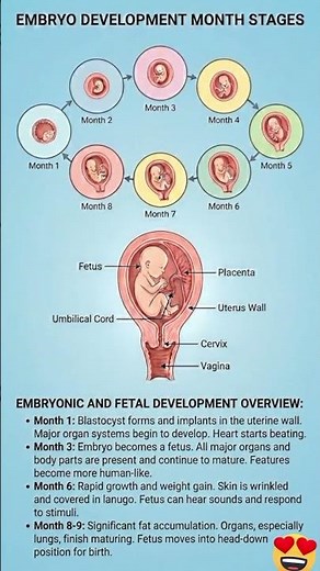 Human development from cell to baby — Inside the womb