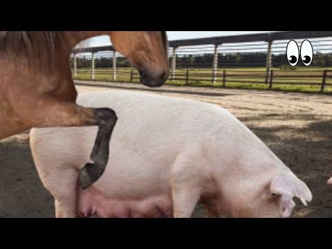 Beyond Nature’s Limits: The Donkey-Pig Hybrid That Shouldn’t Exist!