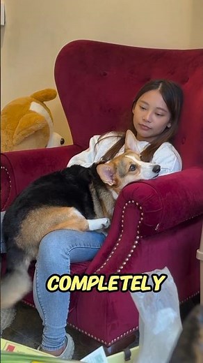 Dog and Owner Cuddle Moment Ever#dog #love #petshorts