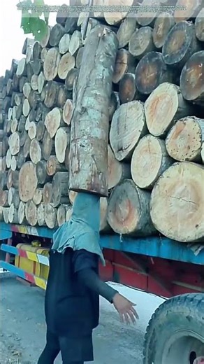 Lumberjacks in Action: How Teamwork Moves Mountains of Wood