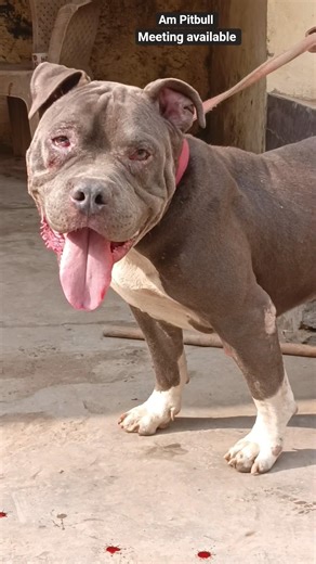 am Pitbull Male meeting available and sell 8744095498#viralvideo #shortvideo