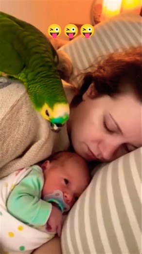 😜 the beautiful lady sleeping 💤#funny #viral #parrot #shots