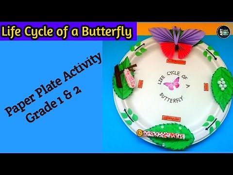 Life Cycle of a Butterfly Paper Plate Activity for Grade 1 and 2 ll Butterfly Life cycle