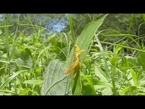 Sound from Locust (ナキイナゴの鳴き声）
