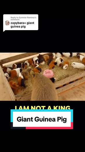 Replying to @Summer Ramirez Giant guinea pig and guinea pigs. Or Capybara and babybaras. Families and friends. 🥹🥹☺️☺️ #capybara #capybaratiktok #wildlife #fyp #animallover #pet #petsoftiktok #animals #funny #zoo #guineapig