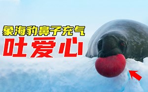 象海豹居然靠“鼻子充气”找对象，还会吐心形鼻涕泡_哔哩哔哩_bilibili
