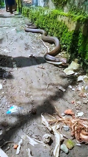 Bulky King Cobra with Two Rat Snakes Hunt | Dangerous Encounter 🐍🔥 #kingcobra #snakehunt #shorts
