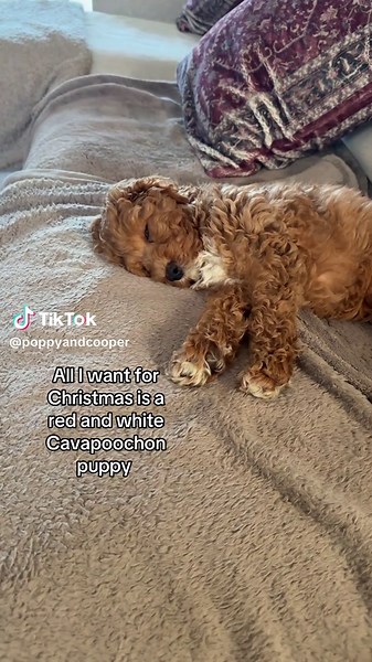 Thank you #cavapoochon