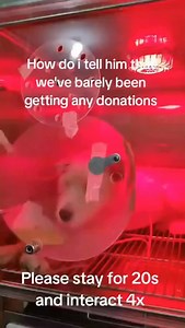 🚨 EMERGENCY: PLEASE HELP MAPPY SURVIVE 🚨 Our furbaby, Mappy, is in the fight of his life. 💔 He’s battling Ehrlichia, Leptospirosis, and Immune Mediated Hemolytic Anemia (IMHA) a devastating condition where his own immune system destroys his red blood cells. At first, Mappy was only diagnosed with Ehrlichia, but it quickly triggered IMHA. And as his immune system weakened, another sickness Leptospirosis took hold. His tiny body is exhausted, yet he continues to fight. To keep him alive, Mappy 