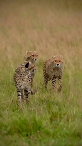 Cheetah cubs stay with mom to learn vital survival skills