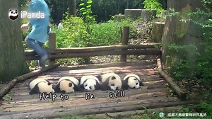 4.6M views · 167K reactions | How Do Pandas Help Nannies In Their Jobs? Or No Help At All? #PandaHolic | iPanda | Facebook