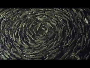 How fish farming is reducing its impact on the environment