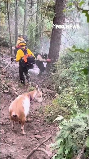 GOAT ON THE JOB: Goldie joins firefighters battling Colorado wildfire