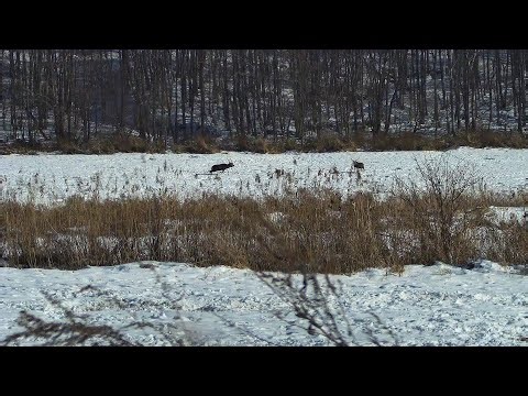 ３０５ｍ射撃 弾頭が肺に命中し１００ｍ程走って絶命した瞬間！