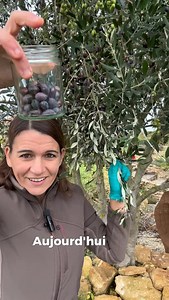 Comment récolter et conserver des olives noires dans ce magnifique Olivier. Je te partage mes astuces et conseils jardin. #plants #oliver #olive #fruit #noir | La main verte de Marion
