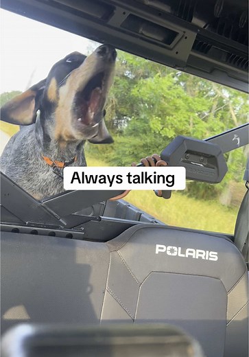 Understanding Bluetick Coonhounds: Unique Characteristics