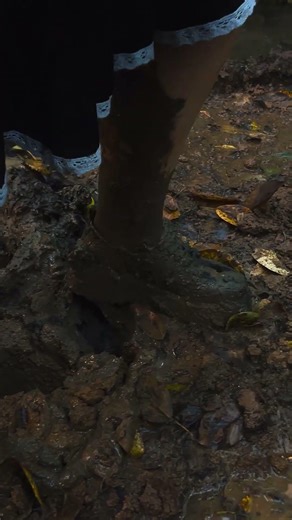 I'm stepping into the mud again