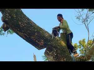 Burned by Farmers ‼️ Cut down 2 dry dead trees on the edge of the rice fields.