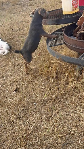 I got one Hunter terrier Jack Russell male pup up to get discussion. Contact me if interested 🔥🔥🔥 | Devlin Reese