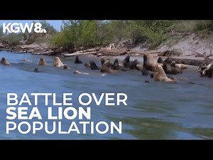 Growing sea lion population frustrates Columbia River anglers