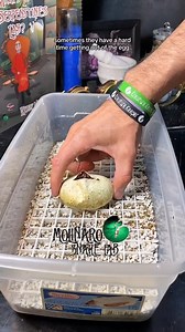 What an amazing clutch! | The Molinaro Snake Lab