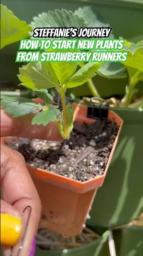 How To Start New Plants From Strawberry Runners #GrowingStrawberries #fypシ #gardeningvideos #fypage